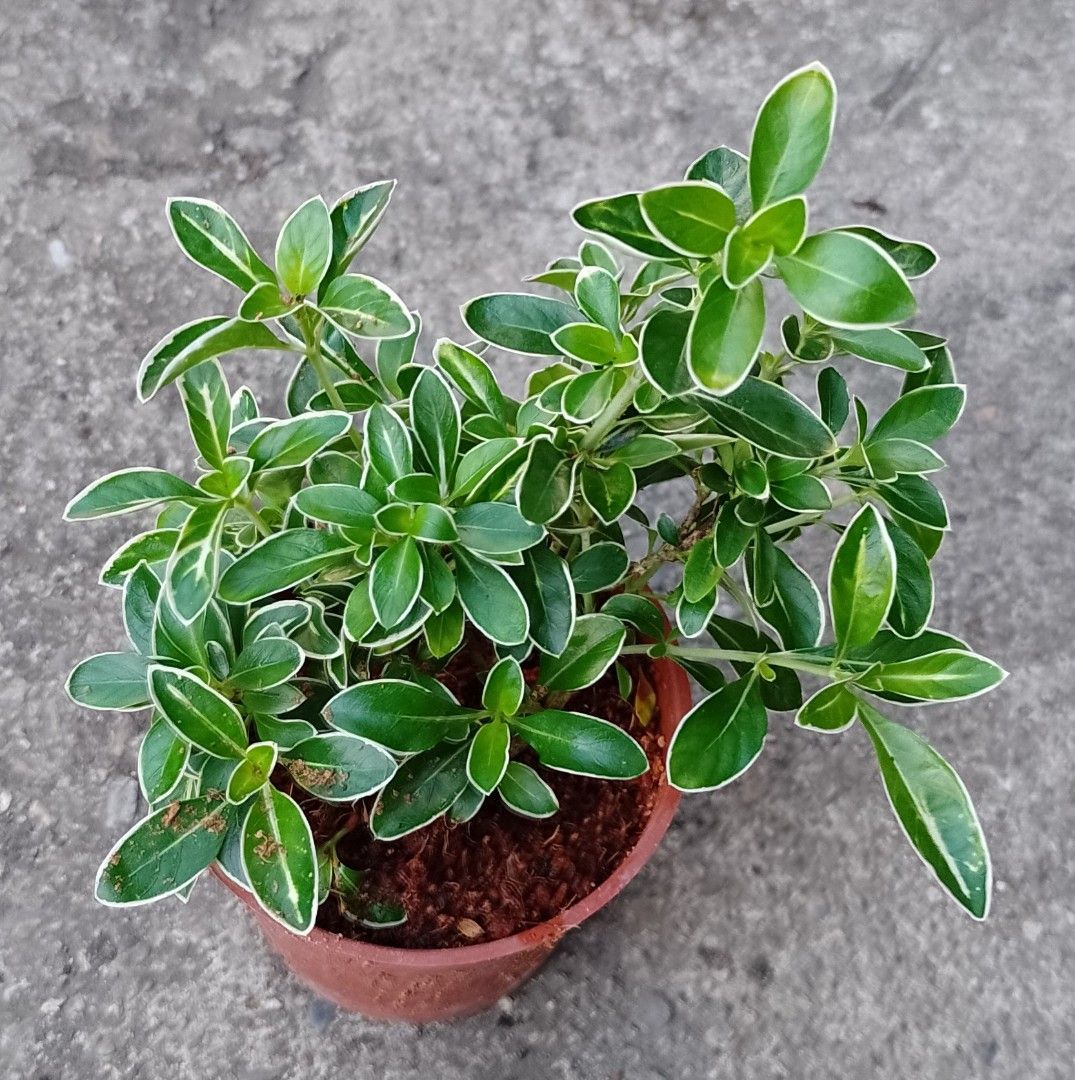 由 e-sky (刊登 ID 1380021396，圖片 1) 提交，位於 台北市 (Taipei) 的 六月雪3吋 (類別：植物及種子)，說明：運費另計 寄出若太長會修剪或彎折 寄出時會妥善包裝 運送過程可能會有掉葉等風險 能接受者在購買 售出不退換。