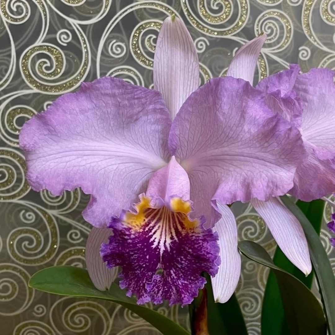 Cattleya lueddemanniana var. coerulea venosa x 'dark blue lip'