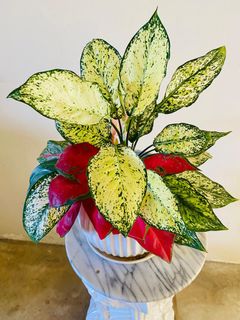 (Category: ) located in . Submitted by iloveplantdecor (Listing ID 1379932040, Image 1). Description: .