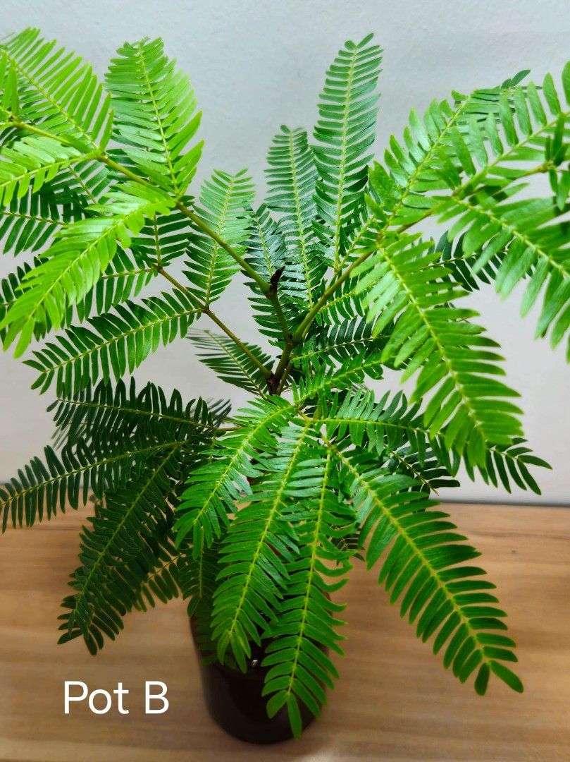 Everfresh tree64885064702851113