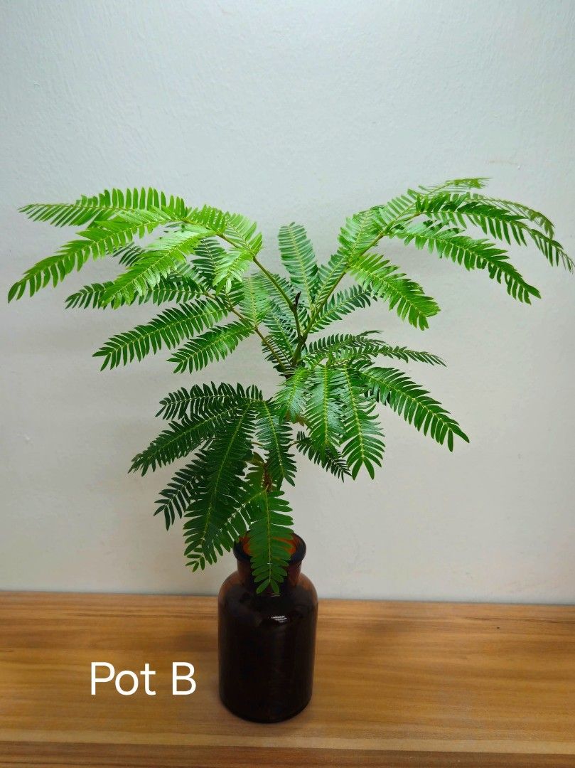 Everfresh tree64885064702851112
