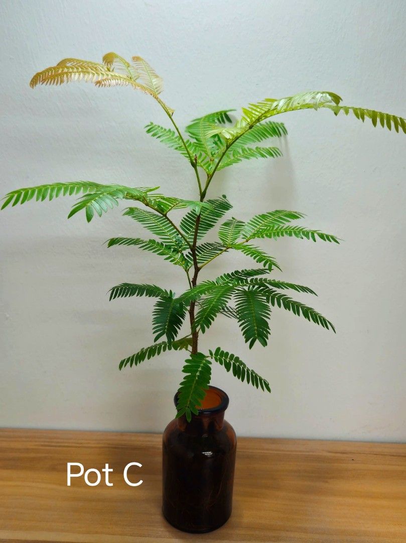 Everfresh tree64885064702851114