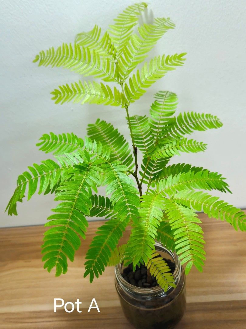Everfresh tree64885064702851111