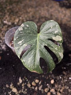 (Category: ) located in . Submitted by seletar_plants (Listing ID 1380029234, Image 1). Description: .