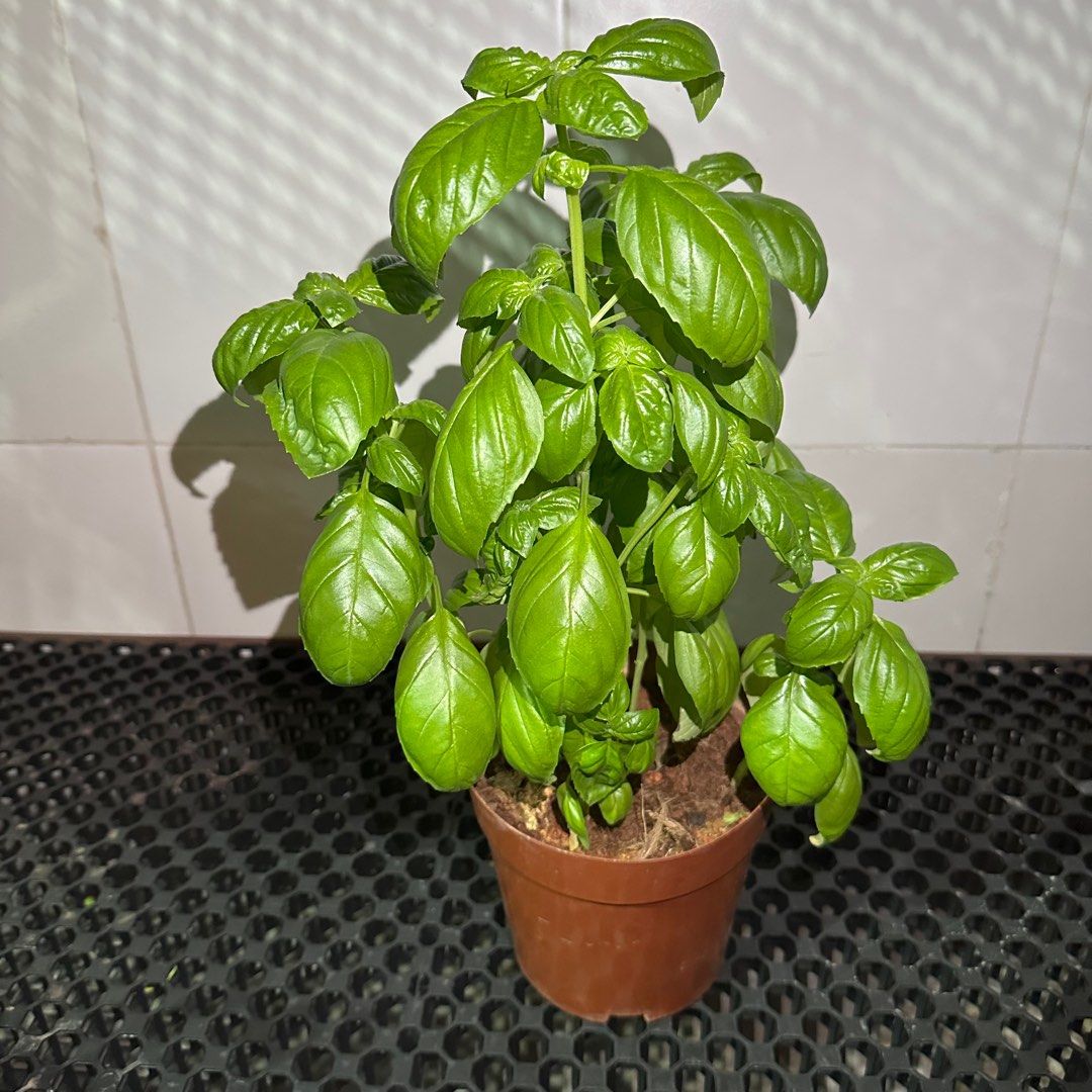 Sweet Basil64885066098306111