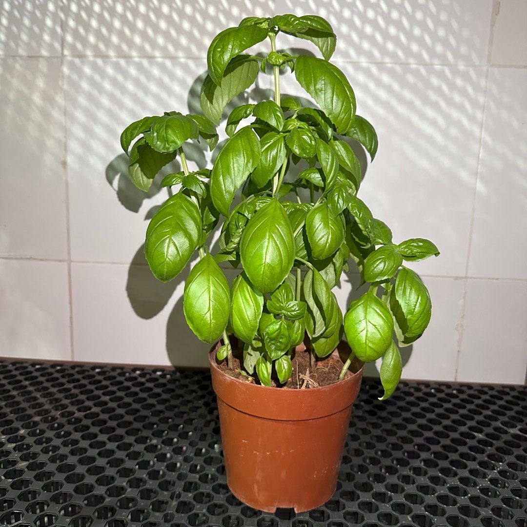 Sweet Basil64885066098306112