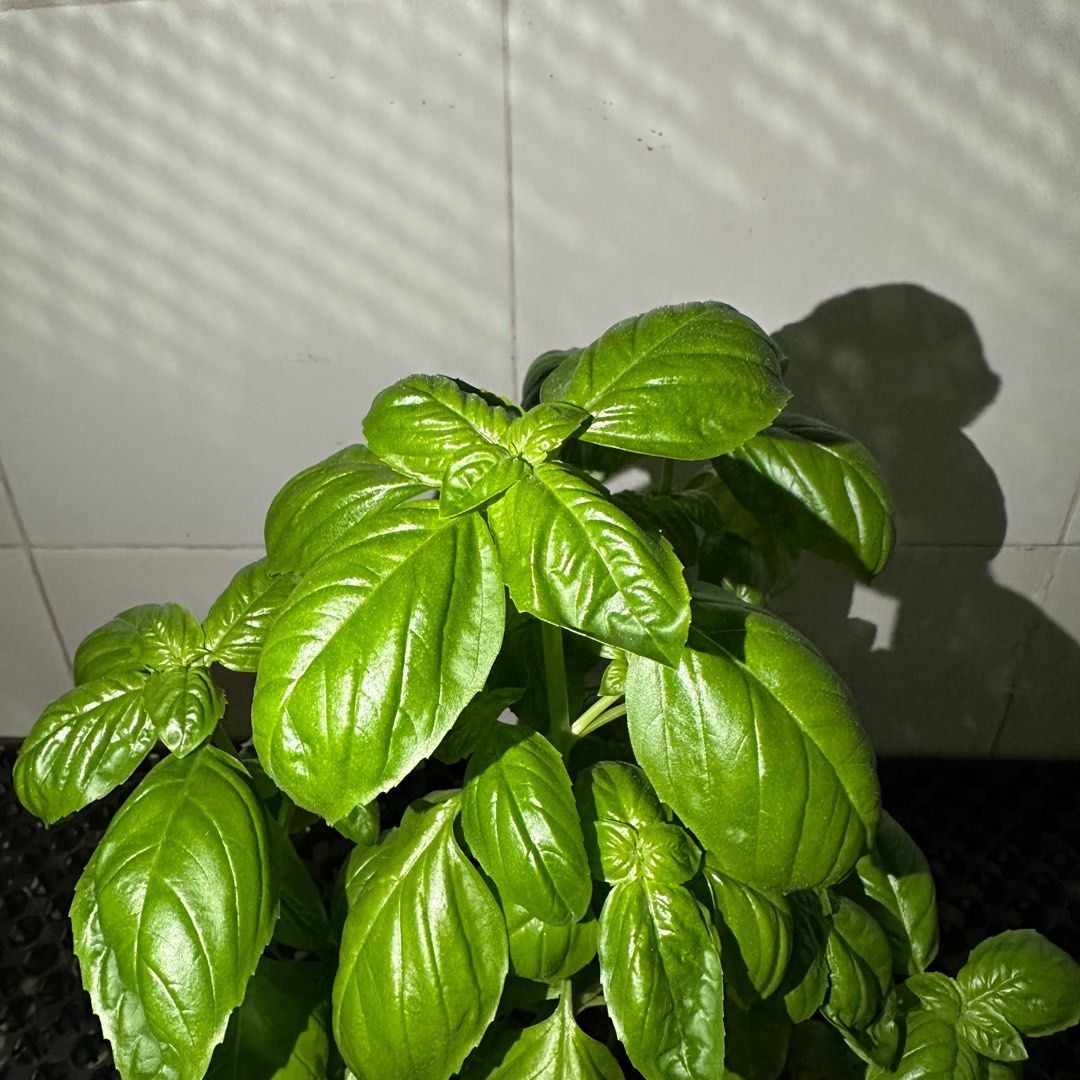 Sweet Basil
