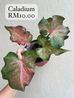 (Category: ) located in . Submitted by alii.flower (Listing ID 1380118538, Image 1). Description: .