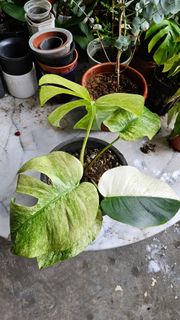 (Category: ) located in . Submitted by just_one_more_plant (Listing ID 1380167344, Image 1). Description: .