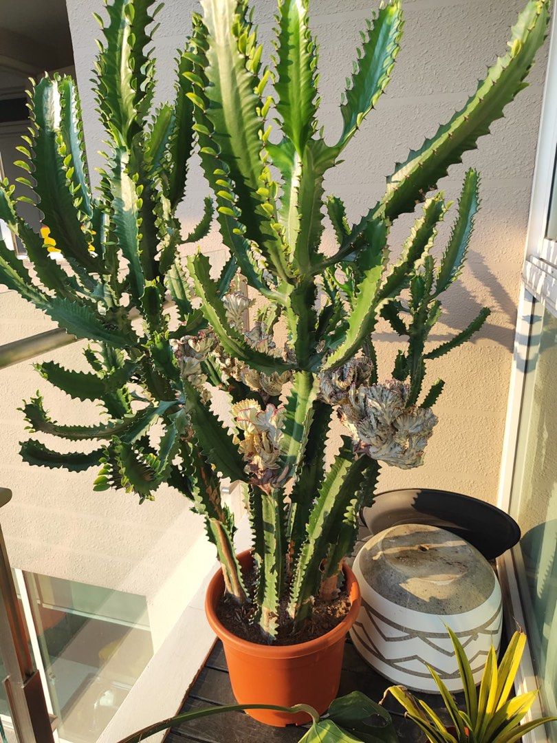 Cactus