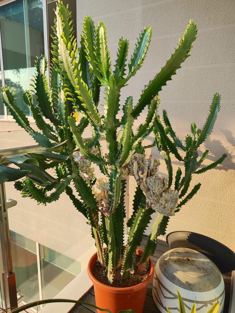 Cactus64885063584257111