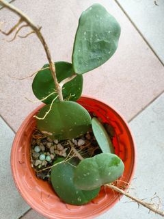 (Category: ) located in . Submitted by plantlover13 (Listing ID 1380212143, Image 1). Description: .