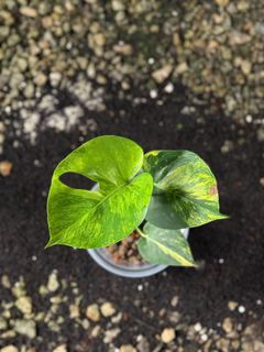 (Category: ) located in . Submitted by seletar_plants (Listing ID 1380260287, Image 1). Description: .