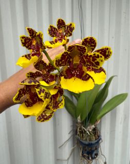 (Category: ) located in . Submitted by gardenparadisesgp (Listing ID 1380168086, Image 1). Description: .