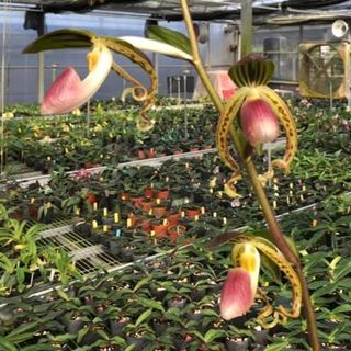 Paphiopedilum species and hybrids Collection item 2