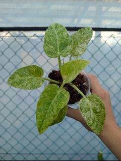 (Category: ) located in . Submitted by bloomandgrowsg (Listing ID 1380184746, Image 1). Description: .