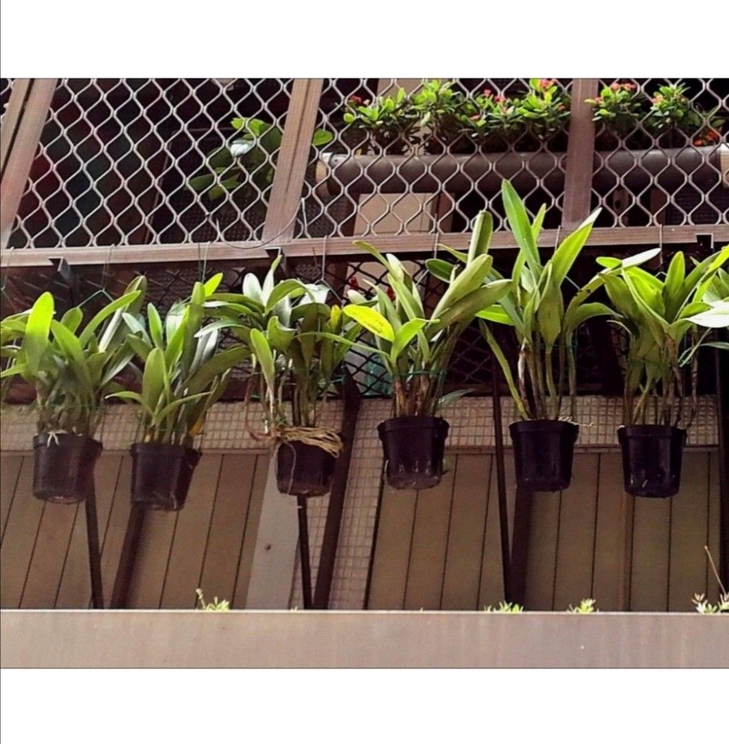 由 allen-2000 (刊登 ID 1380426971，圖片 1) 提交，位於 新北市 (New Taipei) 的 蘭花 (類別：盆栽)，說明：嘉德麗雅蘭 一盆支梗葉平均高度40~50公分，5~10年不等，售價300~450，因公分數、年數、葉梗數，生長狀態不一的價格而有所不同。 ps：上傳盆栽均為實拍照(持續成長茁壯...)。