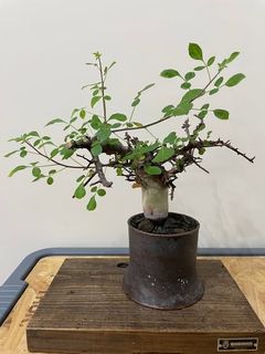 由 flyingbox03 (刊登 ID 1380427956，圖片 1) 提交，位於 的 (類別：)，說明：。