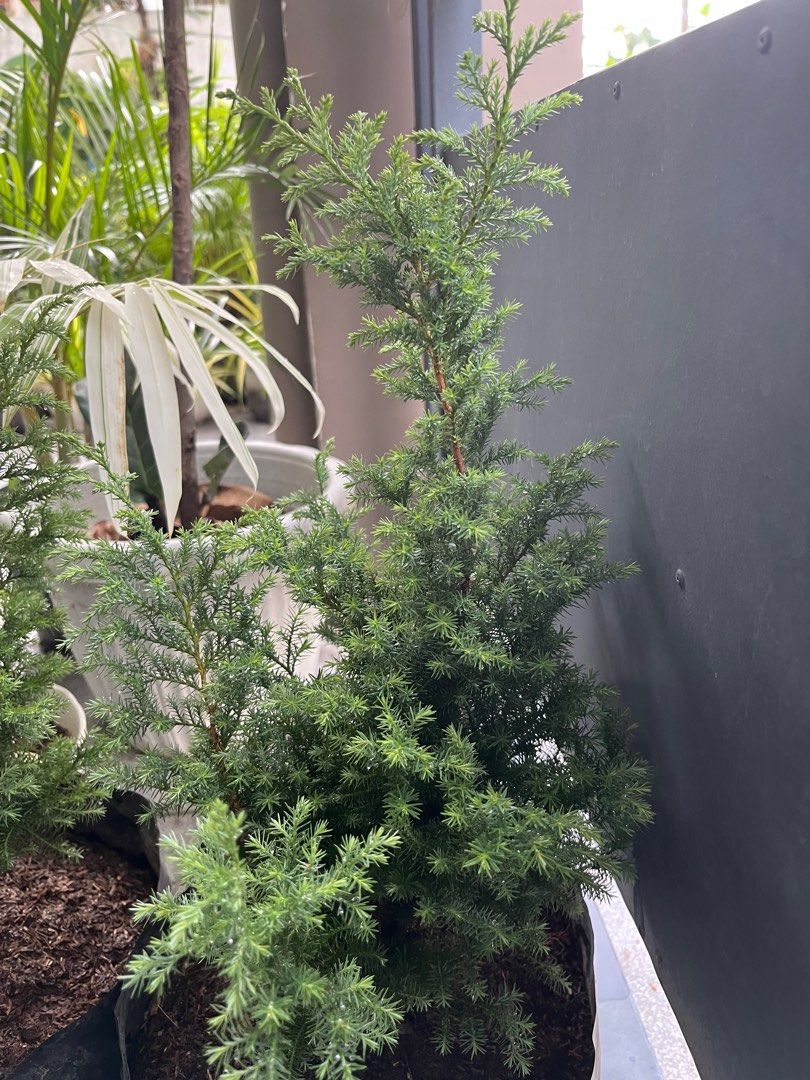Blue pine (Category: Plants & Seeds) located in Manila. Submitted by lersonbrie (Listing ID 1380344010, Image 1). Description: Lush, stable 2pots availble.