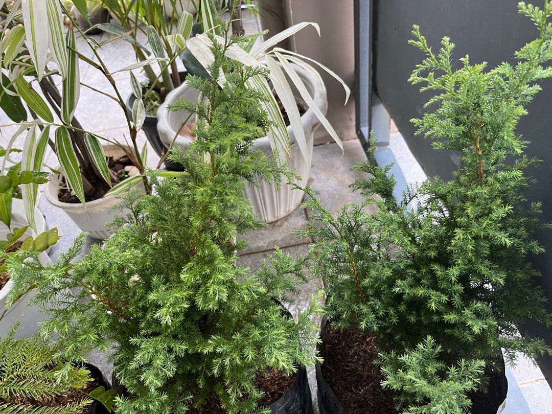 Blue pine (Category: Plants & Seeds) located in Manila. Submitted by lersonbrie (Listing ID 1380344010, Image 2). Description: Lush, stable 2pots availble.