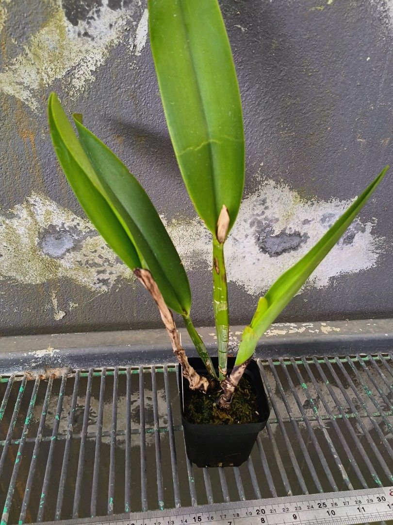 Cattleya quadricolor coerulea64884995203585112