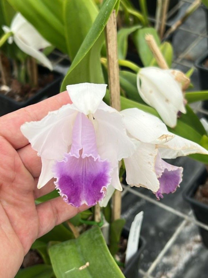 Cattleya quadricolor coerulea