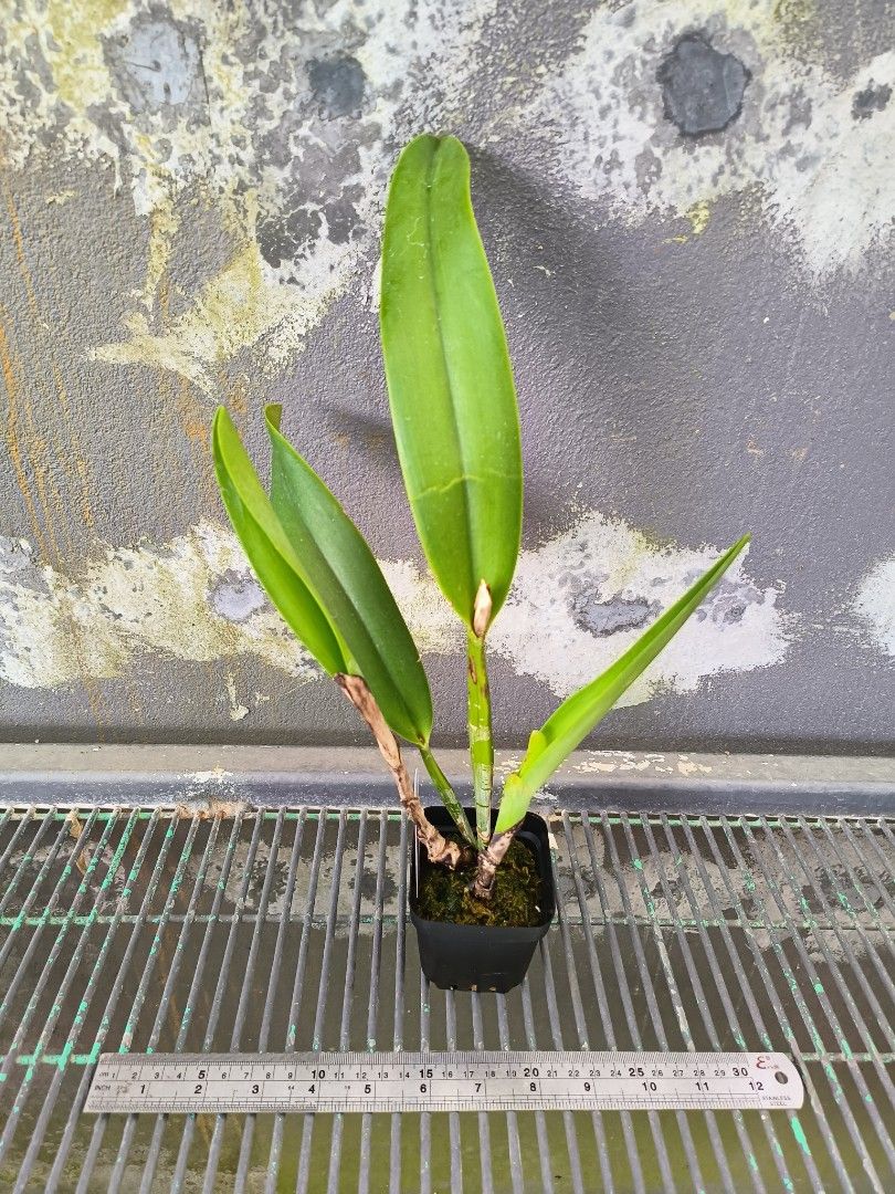 Cattleya quadricolor coerulea64884995203585111