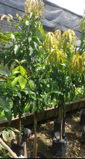 (Category: ) located in . Submitted by gardenfunfarm (Listing ID 1364249873, Image 1). Description: .