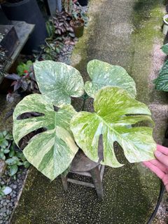 (Category: ) located in . Submitted by kaikaiplant (Listing ID 1380347395, Image 1). Description: .