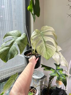 （分類：）位於 。 由 nairem_plants 提交（商品編號 1380363474，圖片 1）。簡介： 。