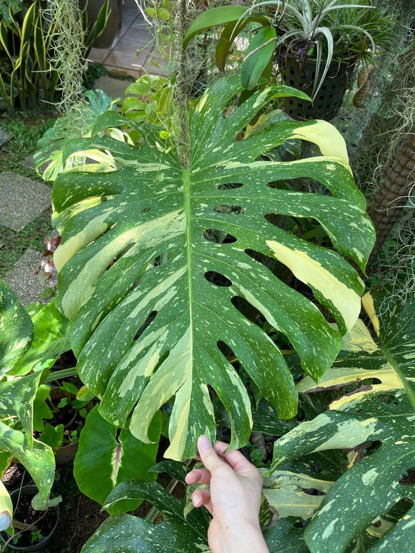 monstera weiß panaschiert Monstera Deliciosa Variegata – Foliage Dreams