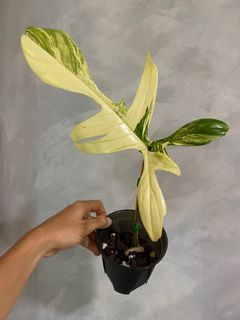 (Category: ) located in . Submitted by pgwplants (Listing ID 1380453122, Image 1). Description: .