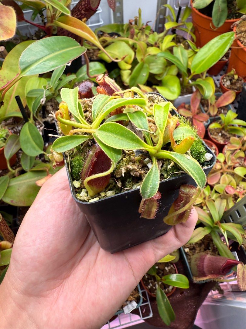 Pitcher plant64885062087299111