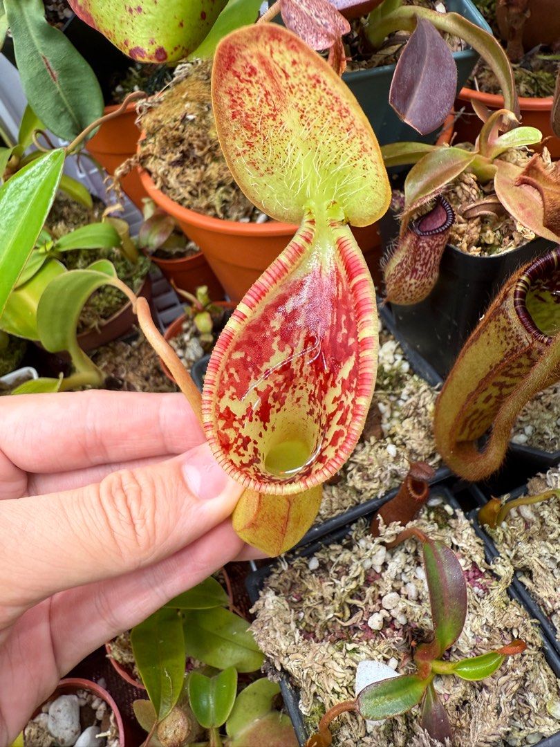 Pitcher plant