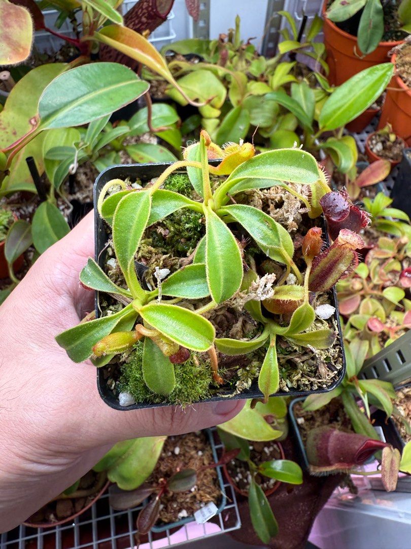 Pitcher plant64885062087299112