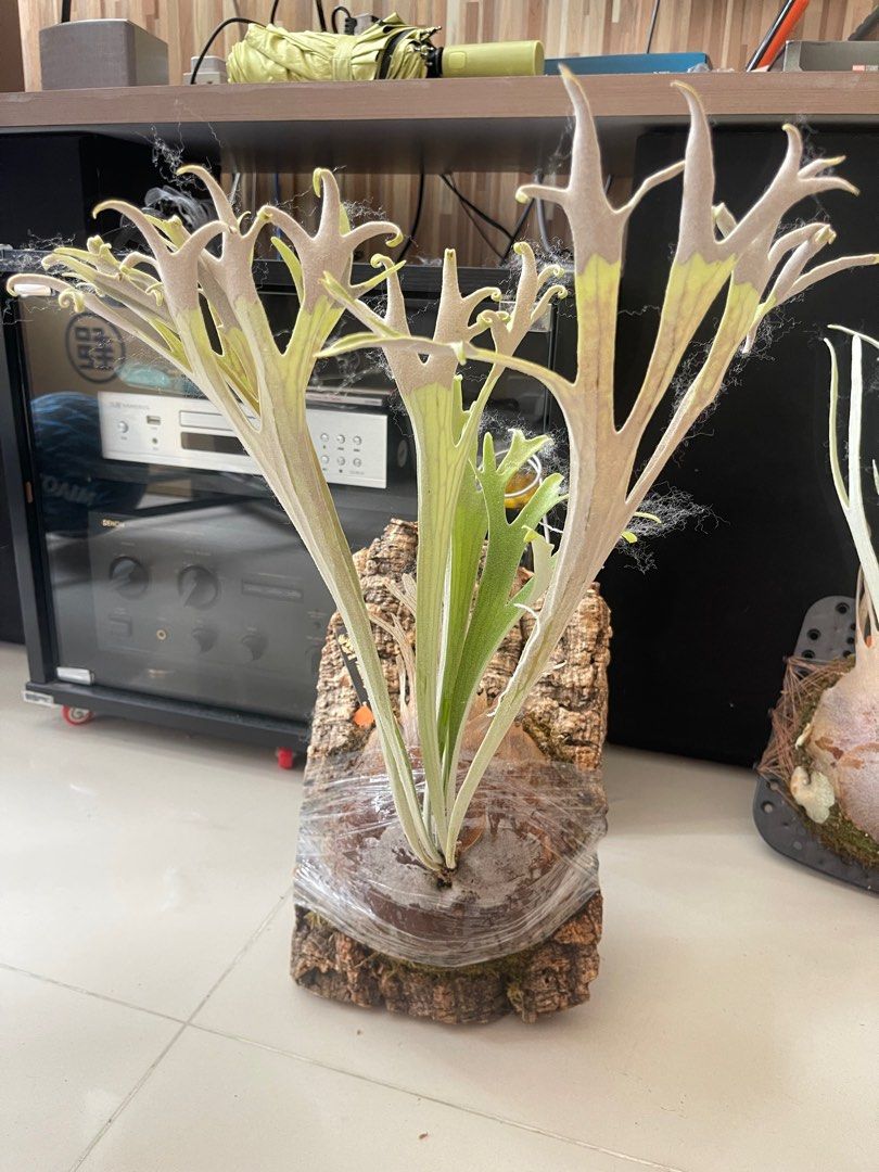 p.veitchii High Finger AUS（澳銀孢子手指）, 傢俬＆家居, 園藝, 植物