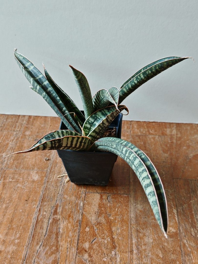 Sansevieria fischeri