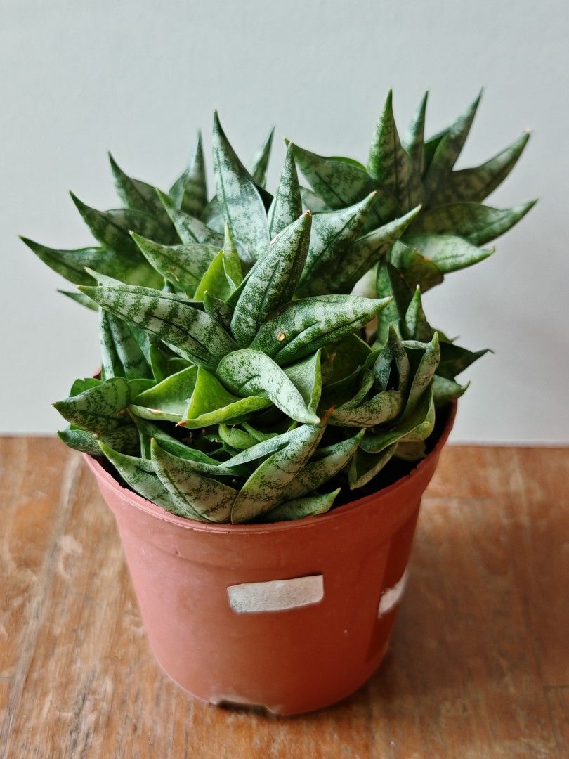 Sansevieria mini boncel