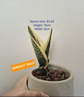 (Category: ) located in . Submitted by houseofsnakeplants (Listing ID 1380318795, Image 1). Description: .