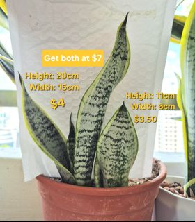 (Category: ) located in . Submitted by houseofsnakeplants (Listing ID 1380322692, Image 1). Description: .