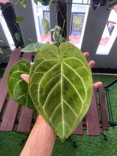 (Category: ) located in . Submitted by a1nursery (Listing ID 1380505266, Image 1). Description: .
