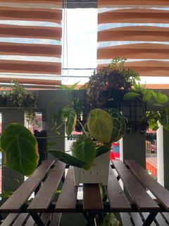 (Category: ) located in . Submitted by a1nursery (Listing ID 1380505380, Image 1). Description: .