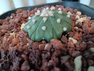 (Category: ) located in . Submitted by starfishcactus (Listing ID 1380628413, Image 1). Description: .