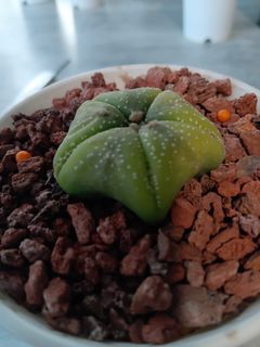 (Category: ) located in . Submitted by starfishcactus (Listing ID 1380628769, Image 1). Description: .