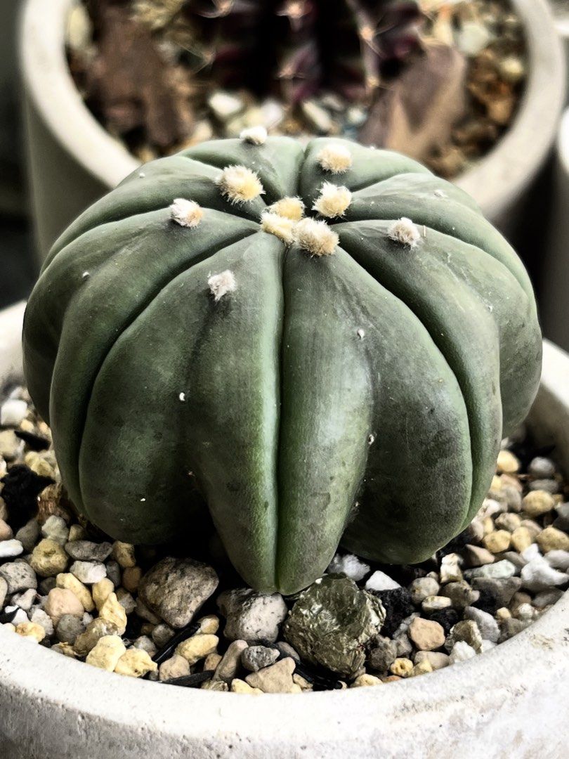 Cactus