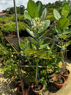 (Category: ) located in . Submitted by gardenfunfarm (Listing ID 1380669793, Image 1). Description: .
