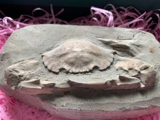 (Category: ) located in . Submitted by fossilsWY (Listing ID 1380593834, Image 1). Description: .