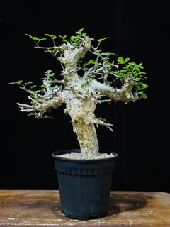 (Category: ) located in . Submitted by cuteplantsworld (Listing ID 1380643121, Image 1). Description: .