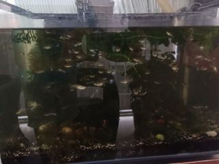 (Category: ) located in . Submitted by purplepaw (Listing ID 1380612298, Image 1). Description: .