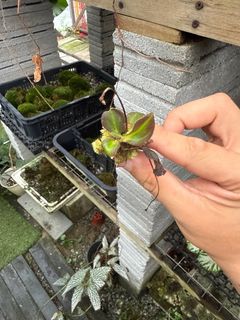 (Category: ) located in . Submitted by humblefarm (Listing ID 1380667457, Image 1). Description: .